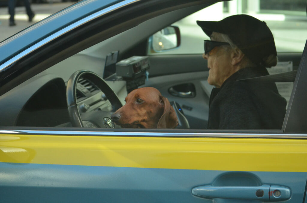 pies-siedzi-na-kolanach-staruszka-w-samochodzie